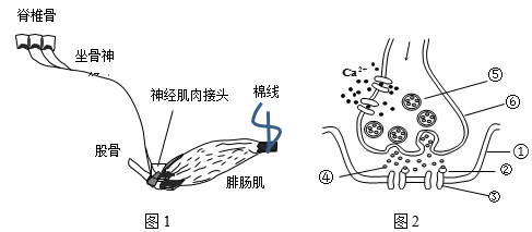家畜排尿反射的过程（简要叙述排尿反射的作用机理）-图1