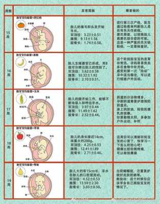 胎儿成长发育过程（胎儿发育生长过程）-图2