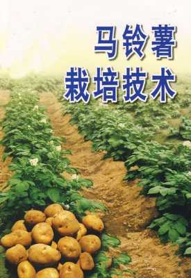 马铃薯种植过程（马铃薯种植过程中应注意什么?）-图3