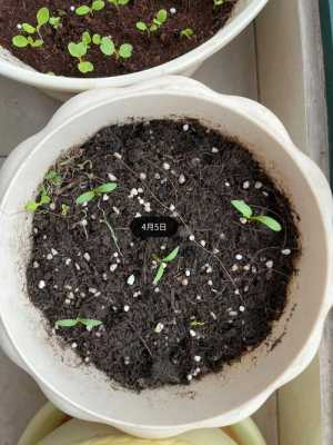 香菜长大过程（香菜成长过程从种子到能吃）-图1