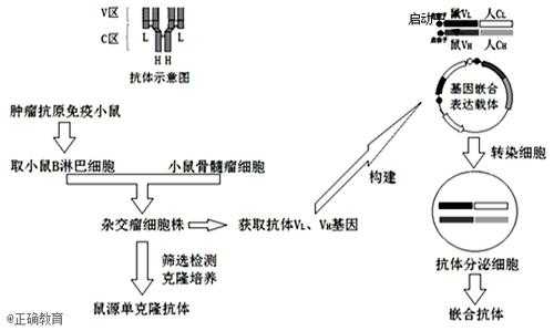 抗体的制备过程（人鼠嵌合抗体的制备过程）-图1
