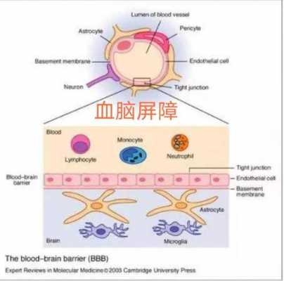 血脑屏障过程（血脑屏障的概念）-图2