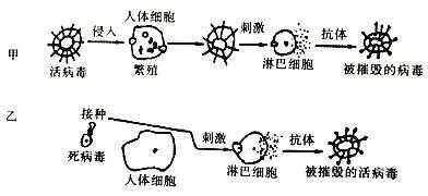 病毒感染免疫过程（病毒感染免疫过程图解）-图2