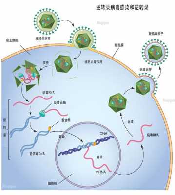 病毒感染免疫过程（病毒感染免疫过程图解）-图3