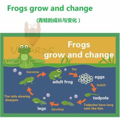 青蛙生长过程英文的简单介绍-图1