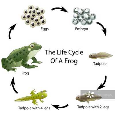 青蛙生长过程英文的简单介绍-图3