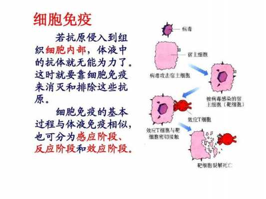 免疫细胞识别的过程（免疫细胞识别的过程包括）-图3