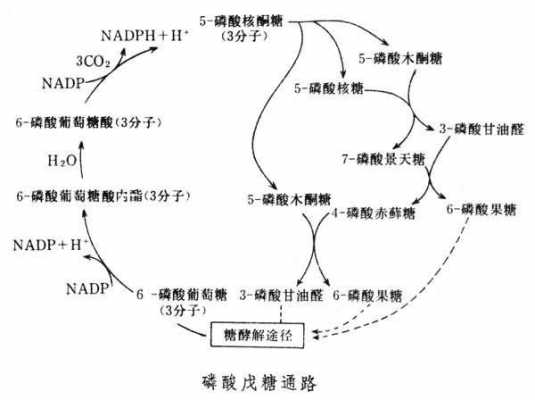 磷酸的形成过程（磷酸的形成过程示意图）-图1