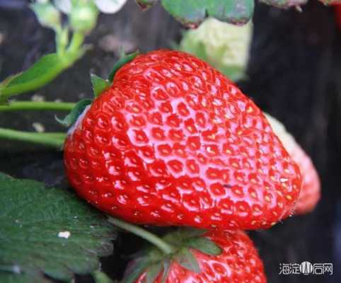 草莓变红全过程（草莓渐渐变红了）-图1