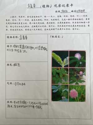观察植物的开花过程（观察一种植物开花的姿态）-图2