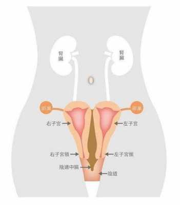 女生子宫发育过程（女生子宫发育到几岁）-图1