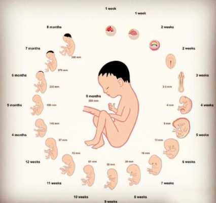 女生子宫发育过程（女生子宫发育到几岁）-图3