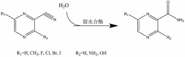 酶的水合过程（酶和水反应）-图1