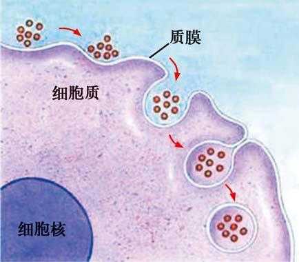胞饮的过程（胞饮作用的过程）-图3