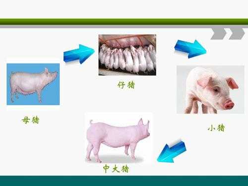 小猪生长过程简化（小猪生长过程简化画图）-图1