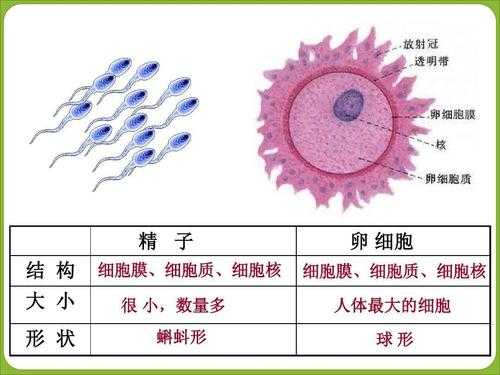 生殖细胞结合过程（生殖细胞发生过程）-图1