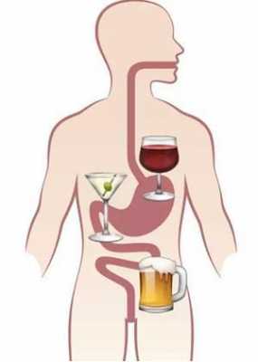 喝酒身体消化的过程（喝酒是靠什么功能消化的）-图1