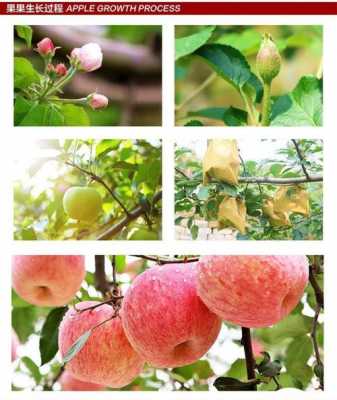 苹果生长个过程（苹果生长过程观察图片）-图1