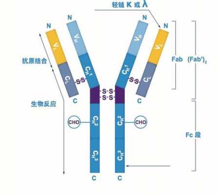 抗体结构发现过程（抗体结构形状）-图3