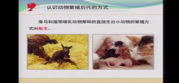 哺乳动物孕育过程（哺乳动物的繁殖过程）-图3