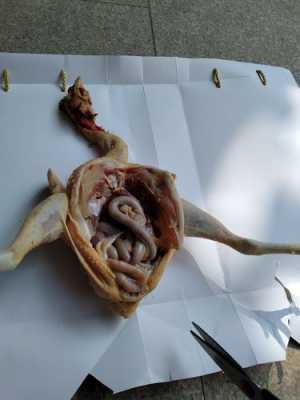 动物解剖过程（动物解剖过程的注意事项）-图1