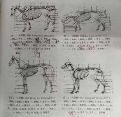 动物解剖过程（动物解剖过程的注意事项）-图2