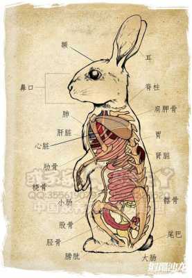 动物解剖过程（动物解剖过程的注意事项）-图3