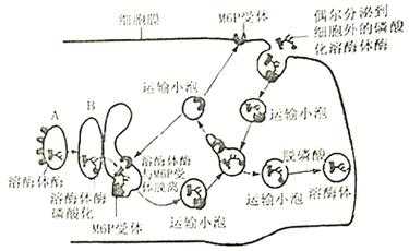 溶酶体酶分选过程（溶酶体的酶是如何经m6p分选途径进行分选的?）-图1