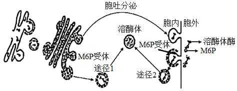 溶酶体酶分选过程（溶酶体的酶是如何经m6p分选途径进行分选的?）-图2