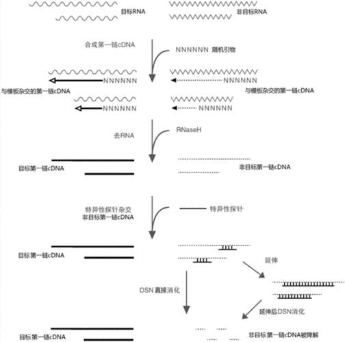 RNA合成过程教案（rna合成过程示意图）-图1