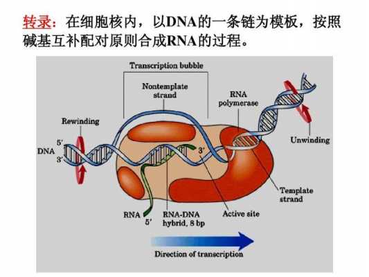 RNA合成过程教案（rna合成过程示意图）-图2