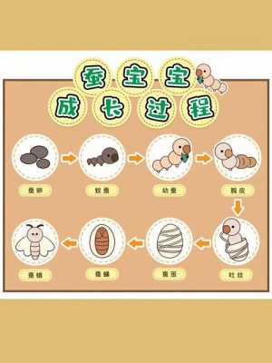 蚕的繁殖过程（蚕的繁殖过程及图片）-图1