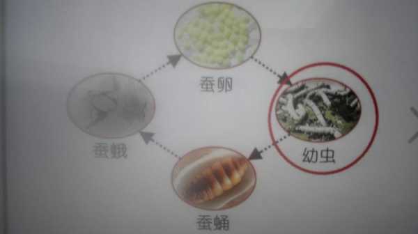 蚕的繁殖过程（蚕的繁殖过程及图片）-图3