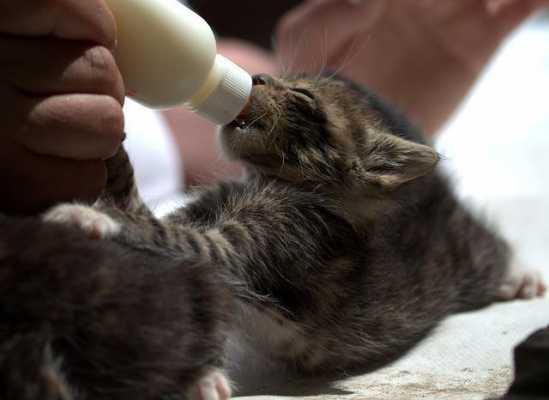 小猫生产过程（小猫生产过程需要喂水吗）-图3