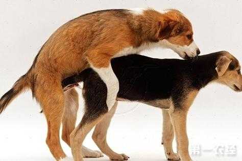 狗跟人交配过程（交配型转换的过程）-图3