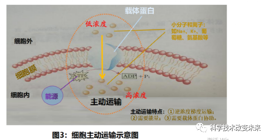 tki进去细胞过程（k+进出细胞膜的方式）-图1