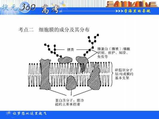 tki进去细胞过程（k+进出细胞膜的方式）-图3