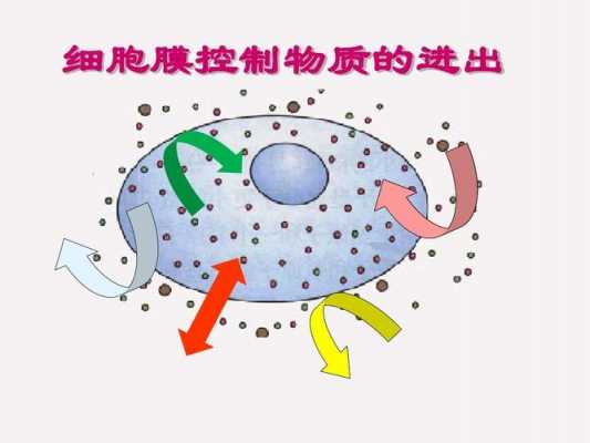 tki进去细胞过程（k+进出细胞膜的方式）-图2