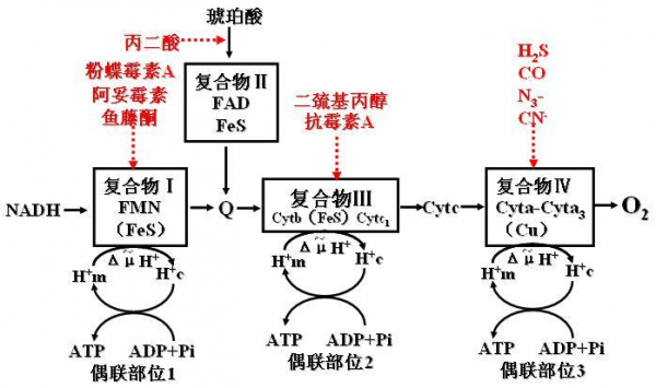 呼吸链的详细过程（呼吸链的详细过程包括）-图2