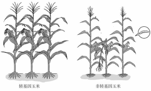 种玉米过程简笔画（种玉米过程简笔画图片大全）-图1