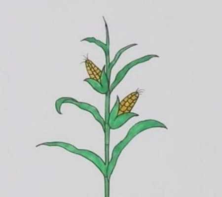 种玉米过程简笔画（种玉米过程简笔画图片大全）-图2