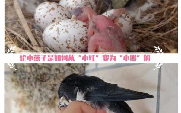 小燕子孵化的过程（小燕子孵化要多长时间）-图1