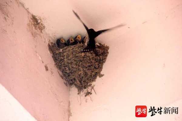 小燕子孵化的过程（小燕子孵化要多长时间）-图3