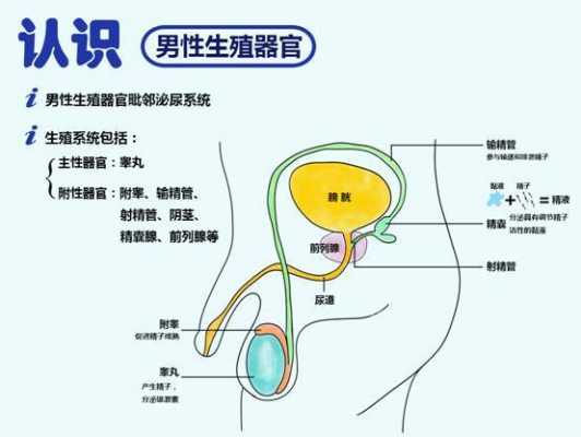 精囊b超过程（精囊b超可以查到什么）-图1