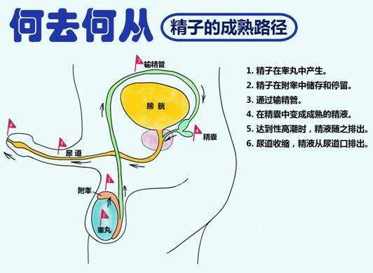精囊b超过程（精囊b超可以查到什么）-图2