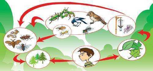 物种入侵有什么过程（物种入侵的途径主要分为三种）-图1
