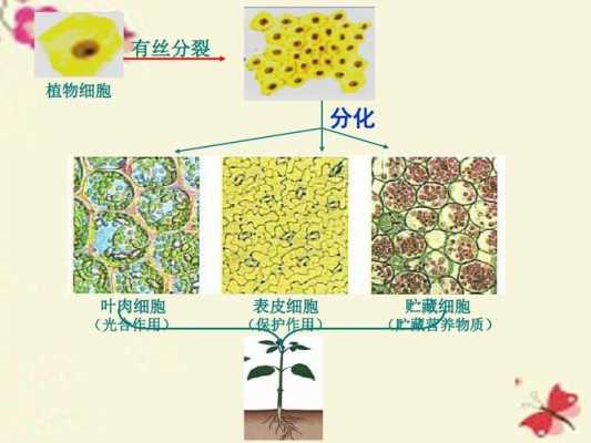 植物细胞分化过程叫的简单介绍-图2