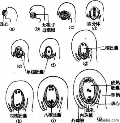 胚囊的形成的过程（胚囊的形成的过程图）-图2