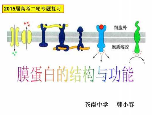 膜蛋白形成过程（膜蛋白的存在方式）-图1