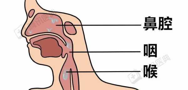 鼻涕的产生过程（鼻涕产生全过程）-图3